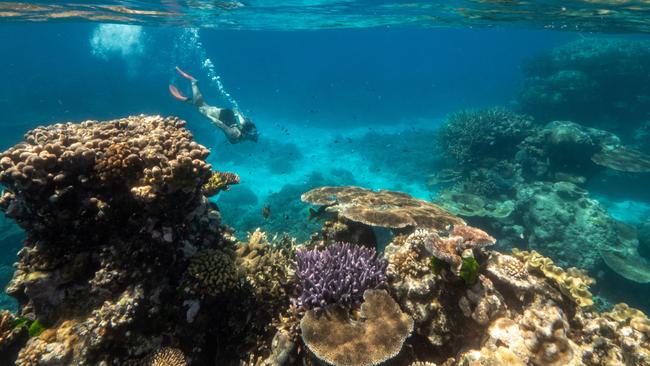 A snorkeller at Flynn Reef. Picture: Tourism Queensland