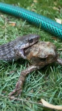 Snake Eats Cane Toad