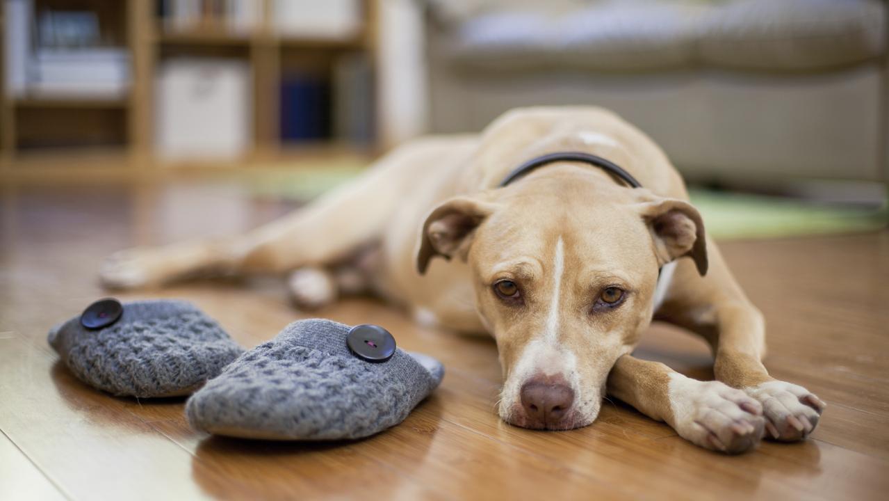 The Queensland government is considering banning one popular dog breed. Picture: iStock