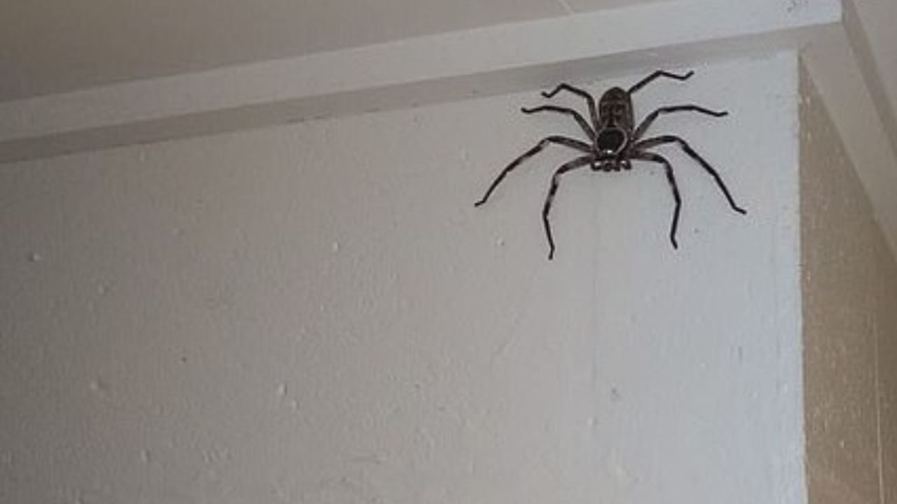 Woman finds massive huntsman spider at home in Queensland, Australia