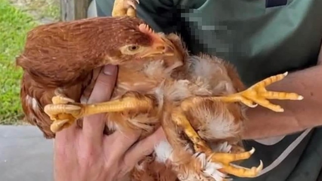 The four-legged chicken was hatched with a rare genetic condition known as polymelia. It has now found a new home and its future looks in fine feather. Picture: Jess Leeming / Facebook