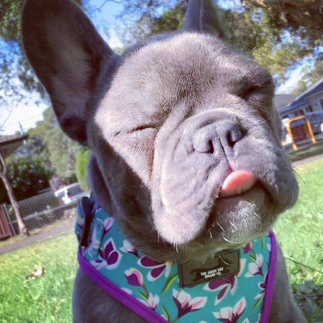 When the spring air gets you - Molly, of Padstow. Picture: Georgina