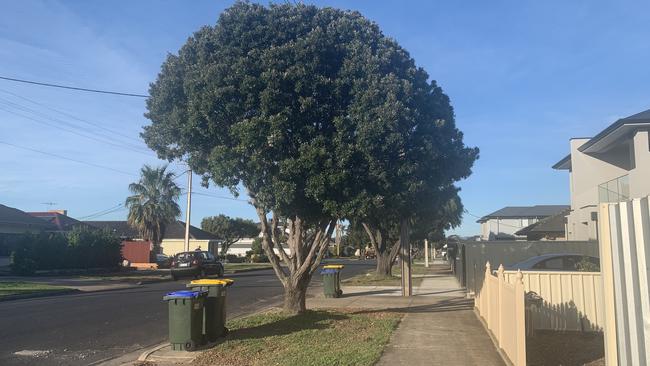 A tree that Semaphore Park residents are begging to have removed. Pic: Paula Thompson