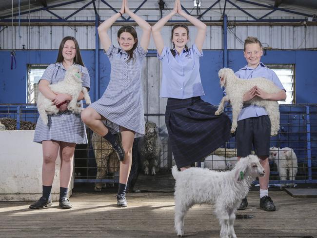 Bree, Sienna, Kayden and Raya limber up ahead of Pet’s Day Out. Picture: Wayne Taylor