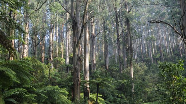 National treasure: gums in a Victorian national park. Picture: Getty Images