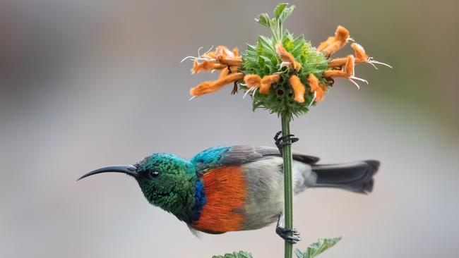 Greater Double-collared Sunbird. Picture: Supplied/World of Birds