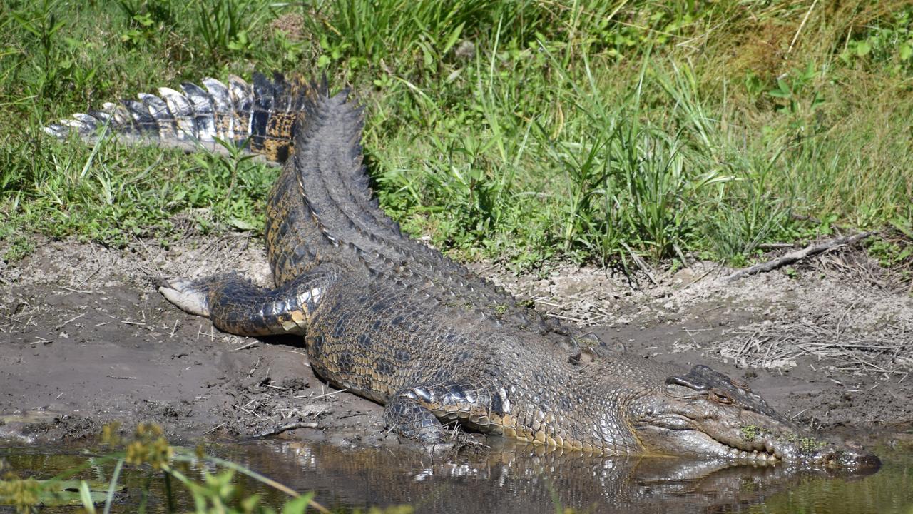 An almost four-metre long saltwater crocodile sunning itself near Townsville. Deinosuchus grew to more than twice this size. Picture: Cameron Bates