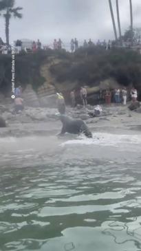 Beachgoers frightened by wild animals