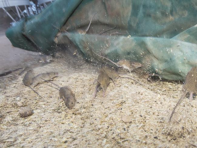 Melissa and Brent Morrish at their Ouyen farm.Country Victoria is in the grips of a mice plague, with tens of thousands of critters running rampant in numbers not seen in decades. Picture:Rob Leeson.