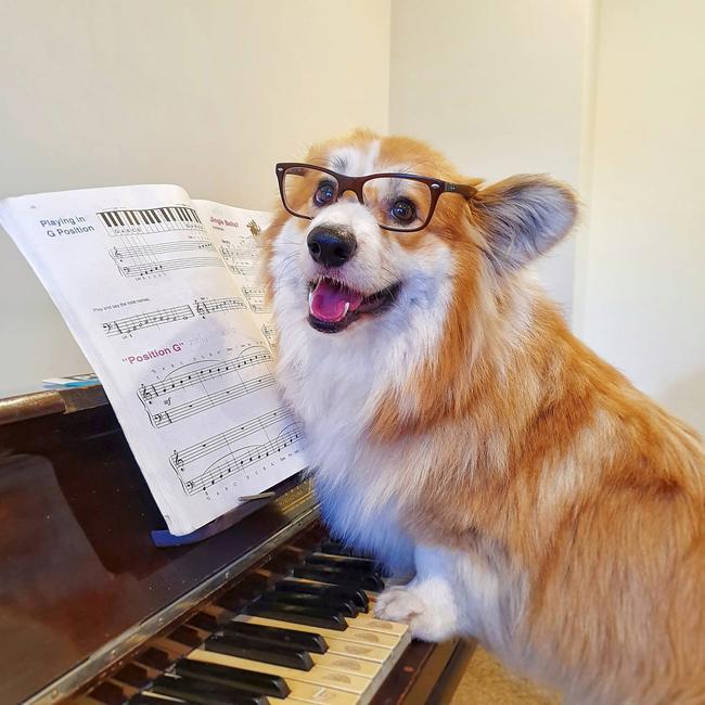 Leo the Corgi might look the part, but his stumpy legs have seriously hindered his dreams of becoming a pianist. Submitted by Ezra Aspland.