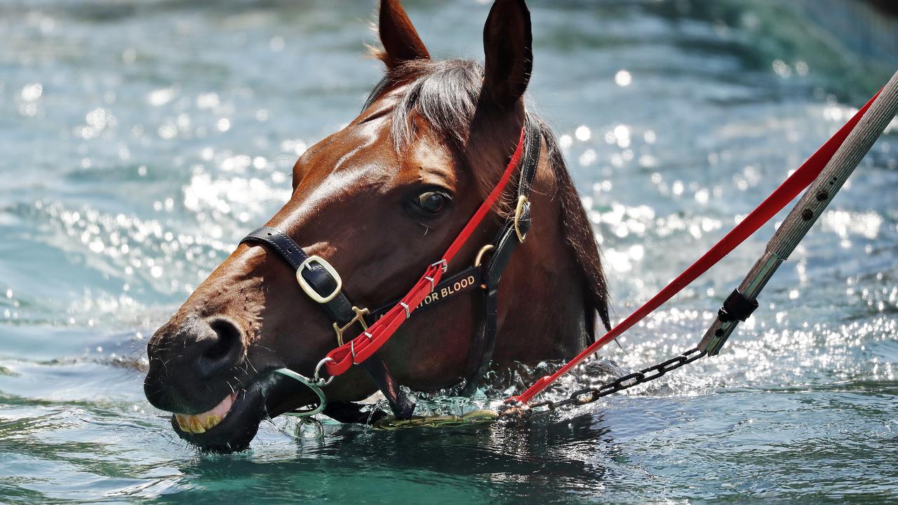 Alligator Blood having a swim but he won’t race this weekend if the Doomben track is too wet. Picture: Sam Ruttyn