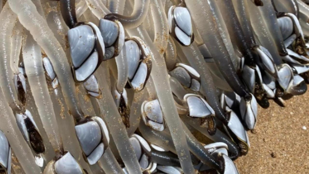 ‘Freakiest thing’ washes up on beach – would you eat it?