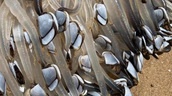 A pylon washed up at Port Elliot covered in goose barnacles or gooseneck barnacles they have a long jelly snake or Udon noodle like with the cockle on the end. Picture: Vicki Evans