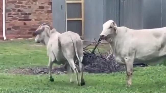 Bulls roam Burra after escaping from the truck rollover. Picture: 7NEWS