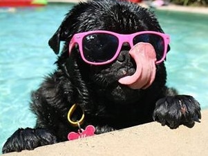 Lindsey LA’s 5-year-old jug Ally cools off with a dip in the pool.