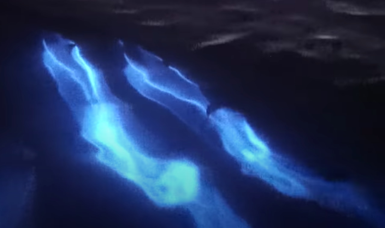 Watch These Glowing Dolphins Surf Through Bioluminescent Algae