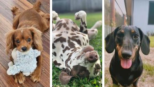 Here are just three of the dogs vying to be crowned number one in FNQ.