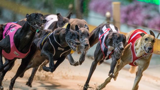 The Grafton Greyhound Racing Club are set to have a much quieter July than usual with the annual racing carnival put on ice. Picture: Craig Golding/Greyhound Racing NSW