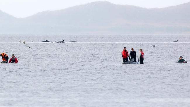 Only 20 viable candidates for rescue remain for among the 470 pilot whales stranded in Macquarie Harbour at Strahan, with 70 already saved. Rescue efforts continue on day four. Thursday, September 24, 2020. Picture: PATRICK GEE