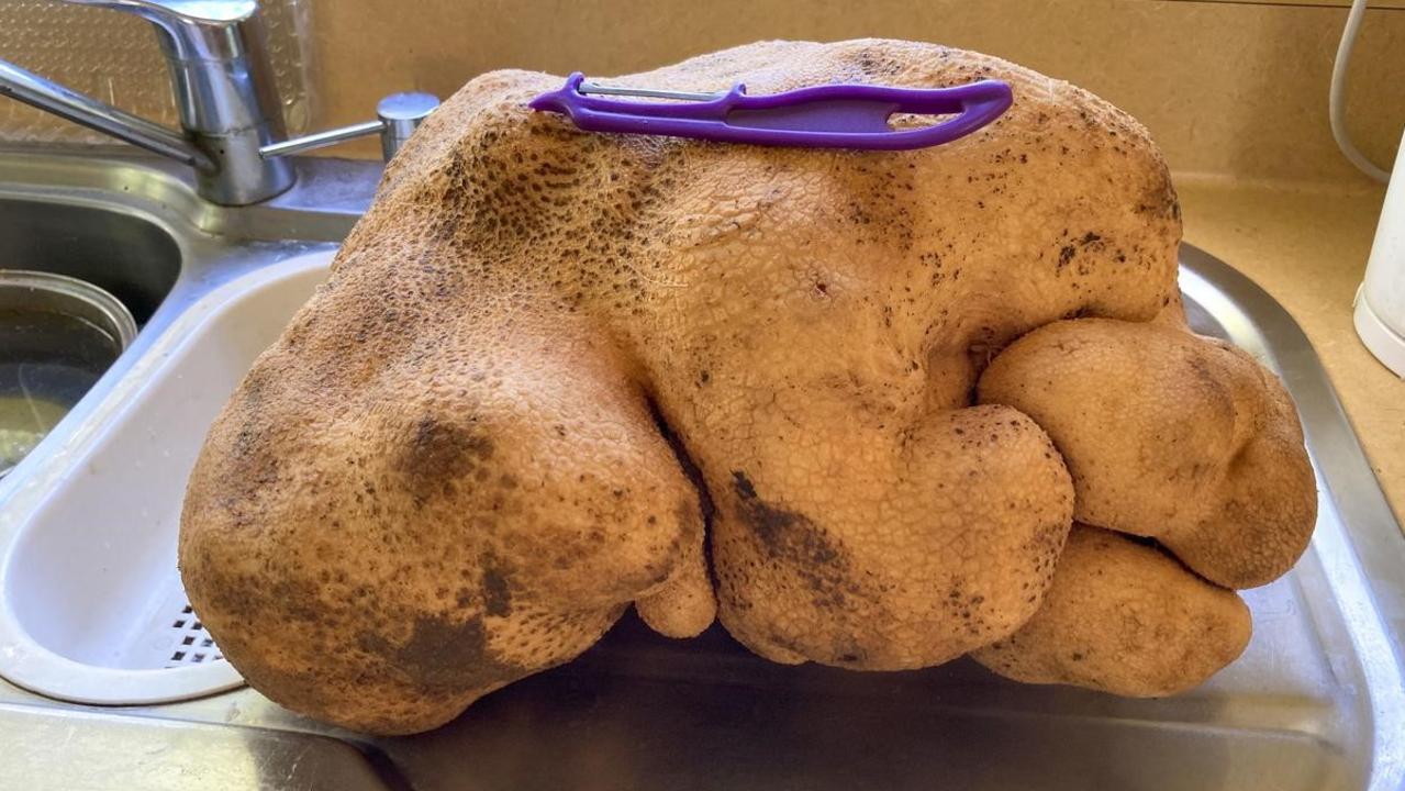 Guinness World Records has declared Dug is not a potato but is instead a tuber from a type of gourd.