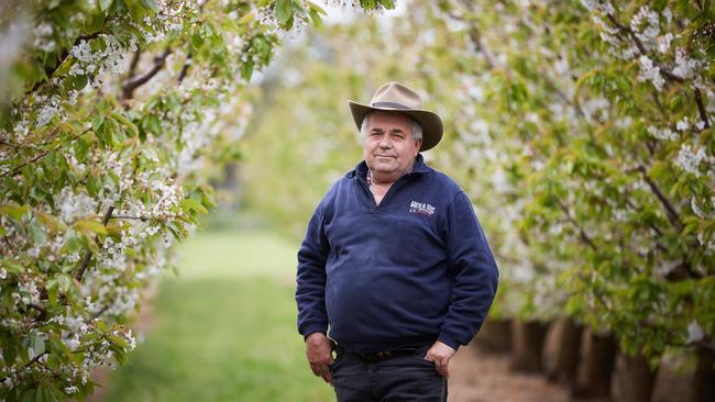 Guy Gaeta is an orchardist from near Orange in NSW. Picture: Graham Schumann