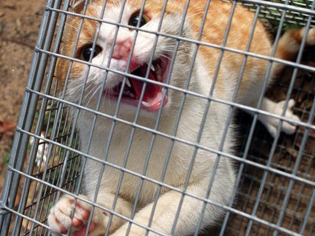 27/08/1999 PIRATE: Feral cat inside cage after being caught in the Port Adelaide Enfield Council area.pest/Cats