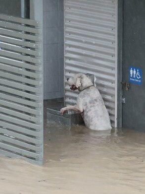 The poor dog was stuck in muddy waters near a toilet block. Picture: Robyne Cuerel