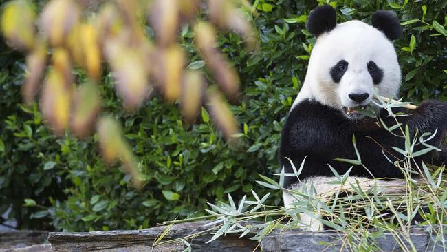 Giant pandas Fu Ni and Wang Wang have been on loan from China since 2009 under an agreement that was due to expire later this year.