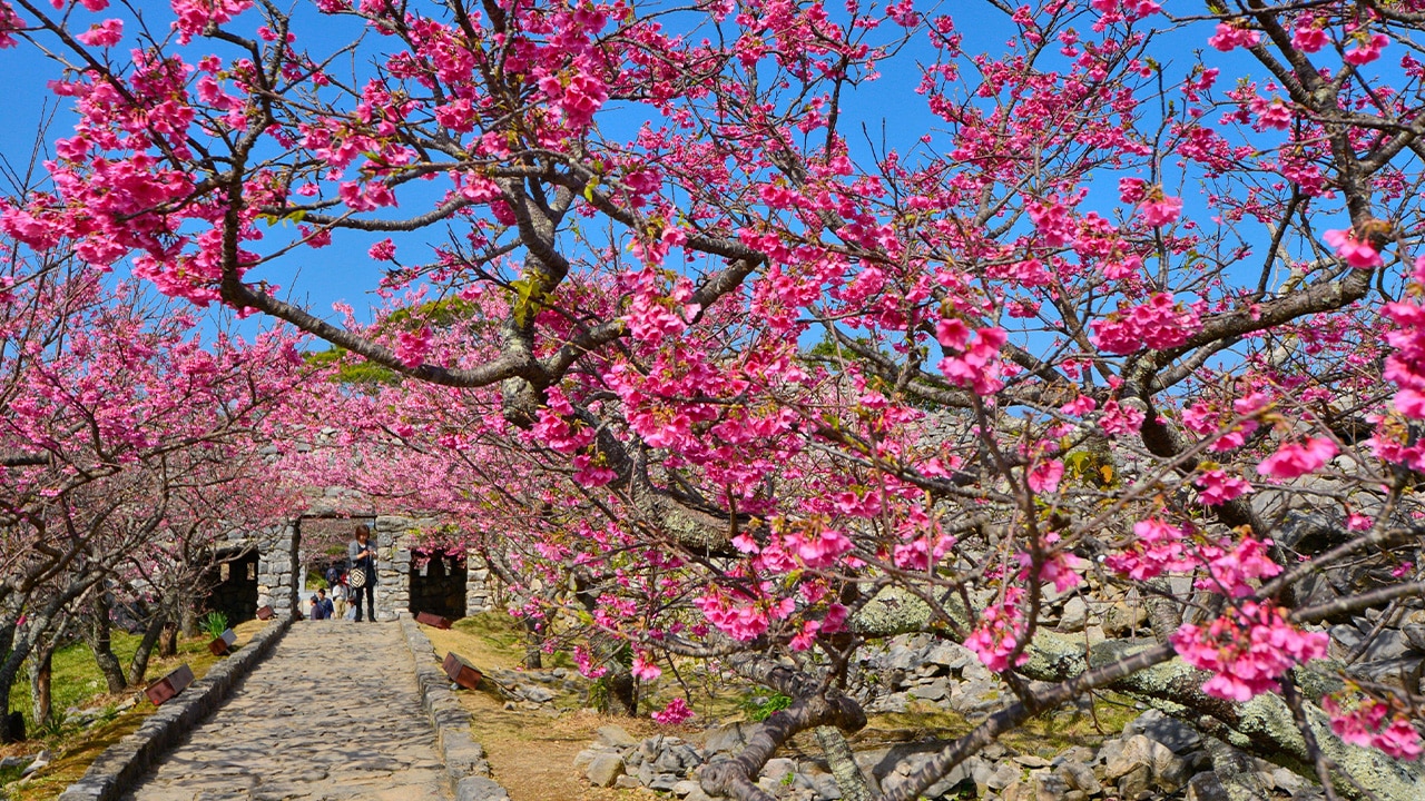 <h2>January: First cherry blossoms, Okinawa</h2><p>Most of the country enjoys peak sakura in late March and early April but southern Okinawa welcomes Japan&rsquo;s first cherry blossoms in mid-January, when the north is still under snow. The island&rsquo;s revelry is utterly laid-back compared with the cherry crush of other regions and it&rsquo;s a solution for those who can&rsquo;t decide between ski and island holidays. Apr&egrave;s-ski never looked so good.</p><p><strong>TIP:</strong> With 20,000 cherry trees, hanami (flower viewing) at <a href="https://nagomun.or.jp/feature/147/" target="_blank" rel="noopener">Nago City&rsquo;s blossom festival</a> is a must. Views from Nago Castle&rsquo;s ruins stretch to the shoreline.</p>