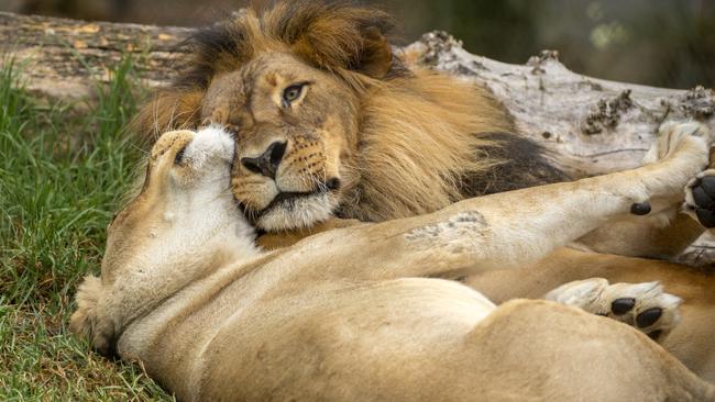 Mujambi and Amani were put down by the zoo after 16 years as a bonded pair. Picture: Adrian Mann/Zoos SA