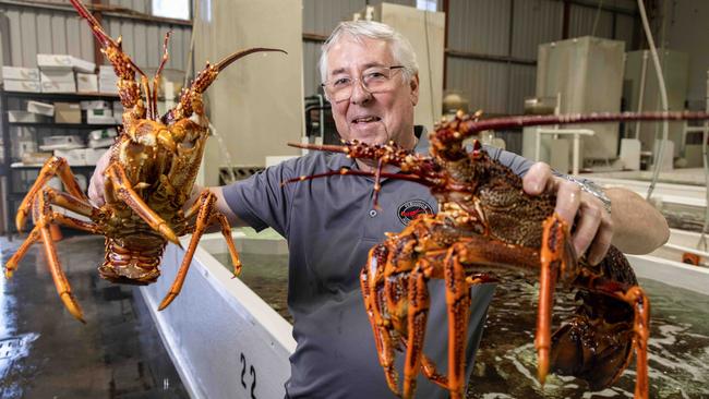 December 11, 2024: Andrew Ferguson of Ferguson Australia – a major lobster company with a factory at Hendon. Picture: Kelly Barnes