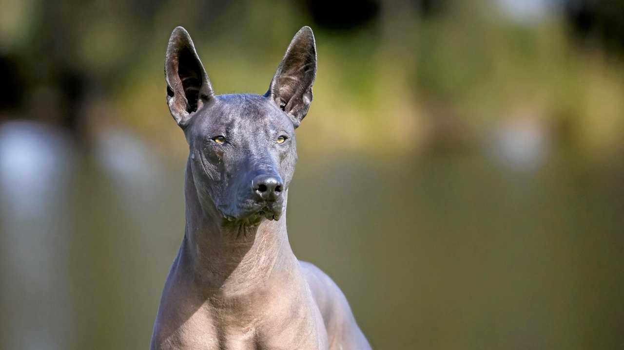 Rare breed of pooch in running for Queensland award | The Chronicle