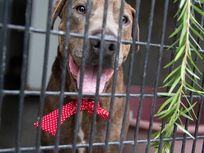 This was Booka, pictured at Yagoona RSPCA on the day of his adoption in February 2019. Staff made sure he looked his best.