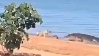 A small dog has been snatched by a huge croc near Weipa. Picture: Supplied