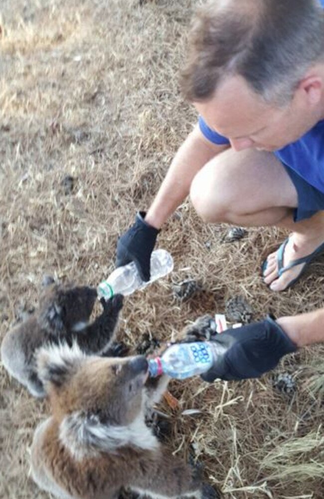 COOLING DOWN: Two koalas get a welcome drink. Picture: Robert Varley