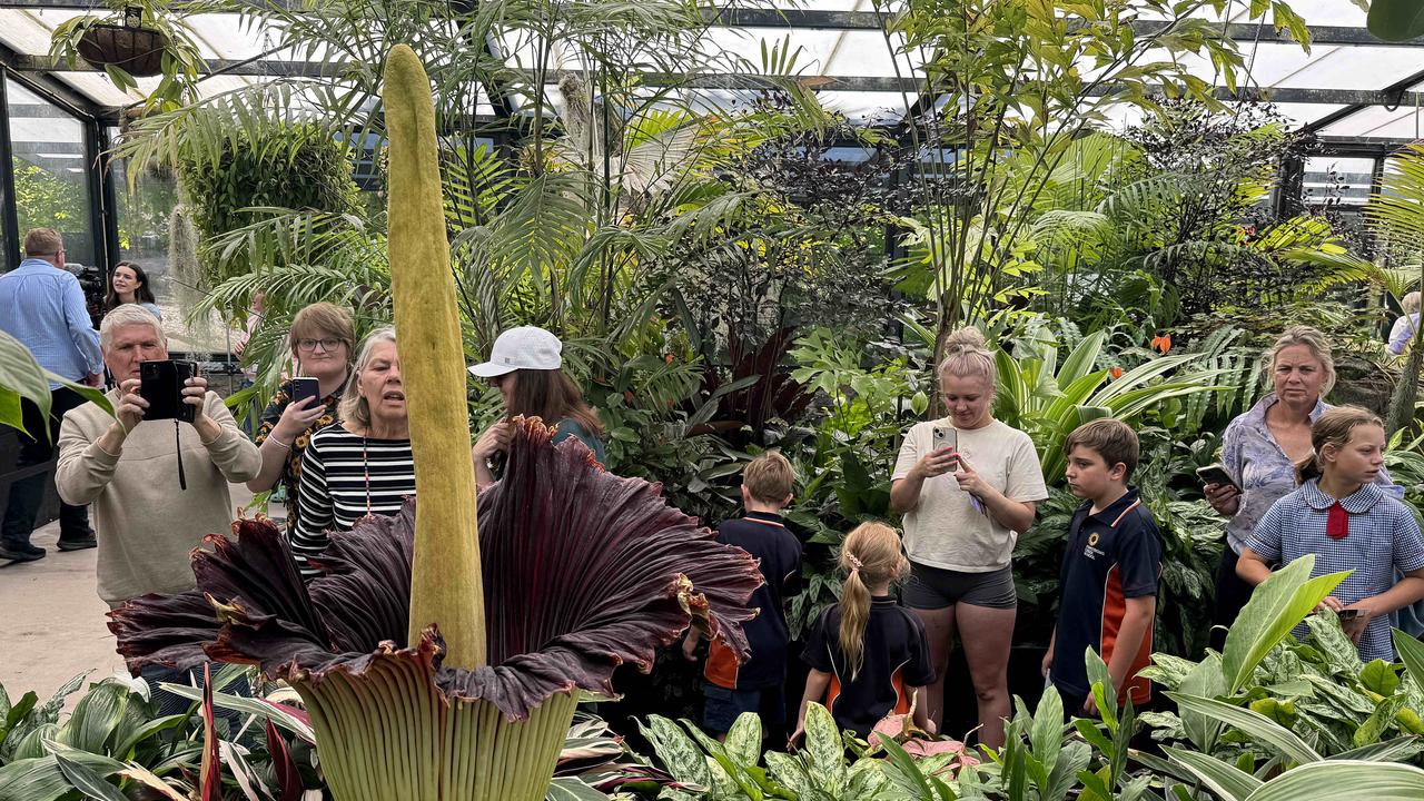 The corpse flower in full bloom at the Geelong Botanic Gardens on Tuesday. Picture: Alison Wynd