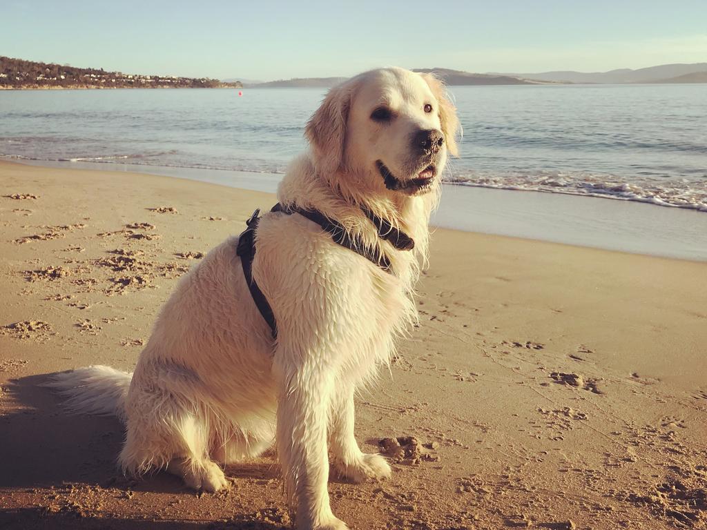 Goldies are one of our most popular breeds. Picture: Katherine Halliday