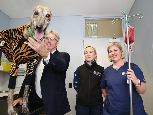 DoSomething Day 2018. Mark Laurie, CEO, Christine Griebsch, Vet and Alecia Clibbens, Blood Bank  Program coordinator poses for a photo with  Tiger the greyhound who earned her stripes for her donation to the canine blood bank by getting a preliminary blood test at University Veterinary Teaching Hospital. DoSomething Day 2018. (AAP IMAGE/ Danny Aarons)