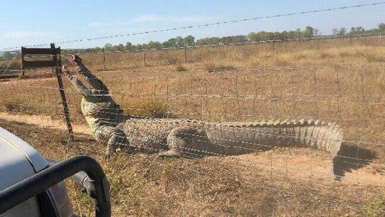 This 5m plus monster croc snuck up on a man in Adelaide River as he pruned his trees. Picture: Supplied