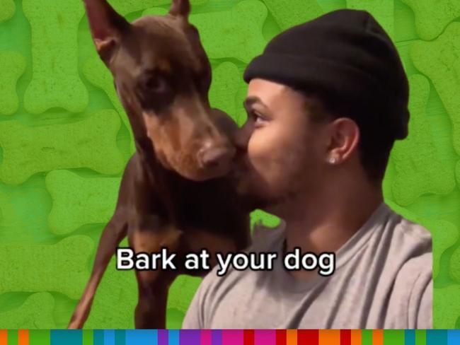 Dog owners are barking at their dogs for a reaction and recording their reactions for TikTok. Image: TikTok / @suavexavier