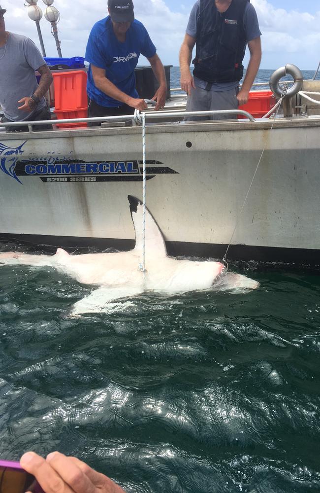 A 3.2m great white shark tagged and released off Sharpes Beach, Ballina.