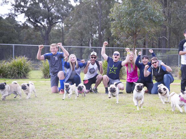 Macarthur Chronicle - Pictured: Pugs race to their owners - Campbelltown Pug Club held a Pug meet and greet along with a few casual races at Mary Brookes Park, Kellerman Drive, Campbelltown NSW Australia. Other breeds of dog were also invited to race.