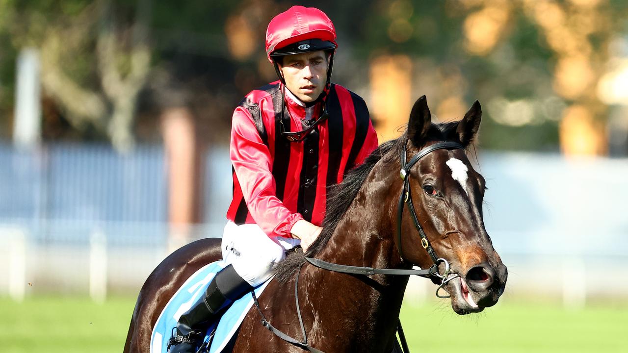 Tropical Squall was one of the stars of the show at the Rosehill trials on Tuesday. Photo: Jeremy Ng/Getty Images.