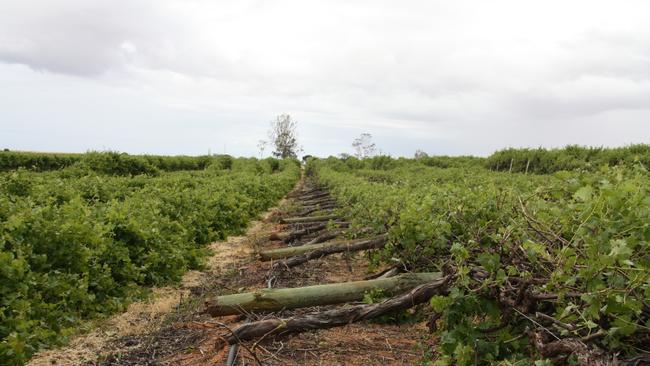 Storm damaged vines on a vineyard owned by Sue Miller at Ramco, in the Riverland.