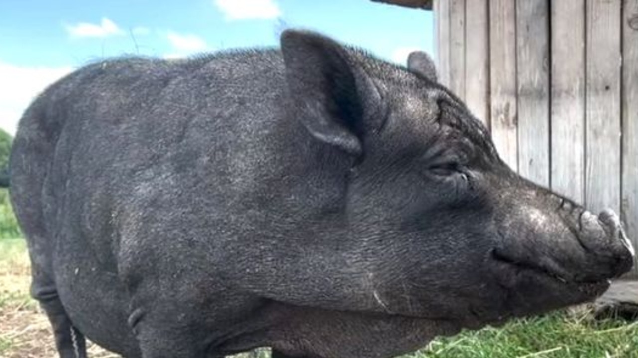 Portia has settled into her new home. Picture: BBC