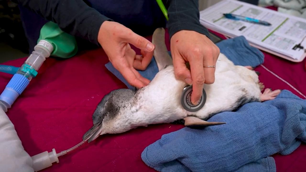 Mercy The Penguin Gets A Second Chance At Life 