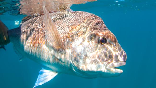 Larger fish such as snapper will be attracted to the reef.