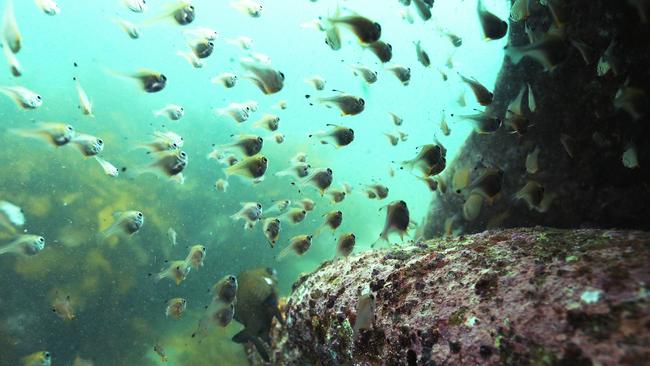 Underwater pictures of aquatic life  at Shelly Beach and Fairy Bower in Manly, which is part of an aquatic park. Picture: Rohan Kelly.