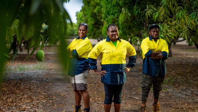 <s1>After 14 days at Howard Springs in quarantine, Annie Kintor, Charline Lolting and Bill Frazer Alling are thrilled to get to work on Arnhem Mangoes’ mango farm. </s1> <source>Picture: Che Chorley</source>