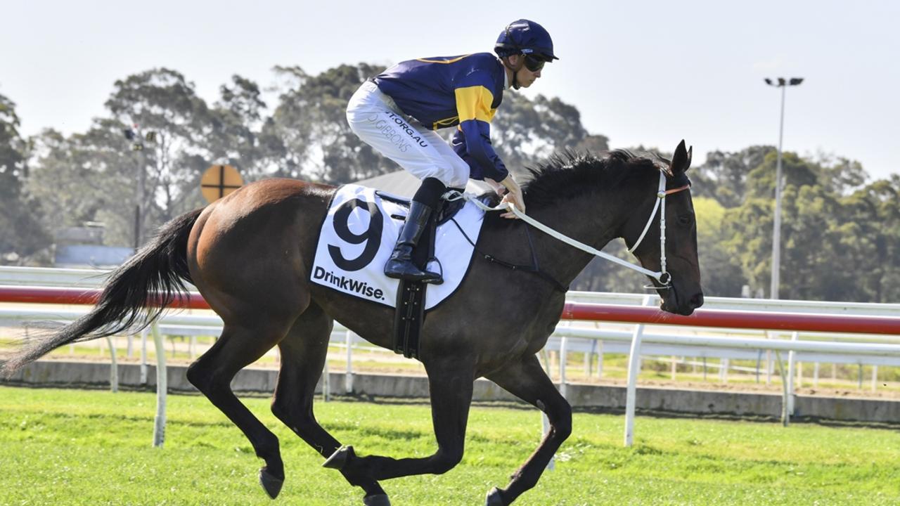 Group 1 placegetter Pier Pressure looks a good chance to break through on Sunday. Picture: Bradley Photos